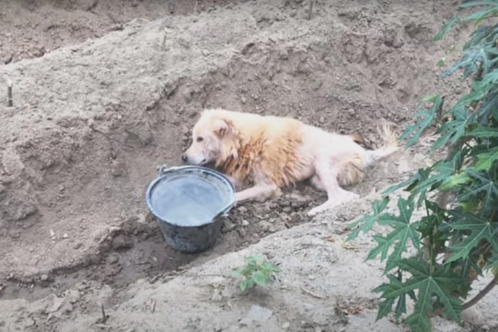 Cucciolo lasciato a morire