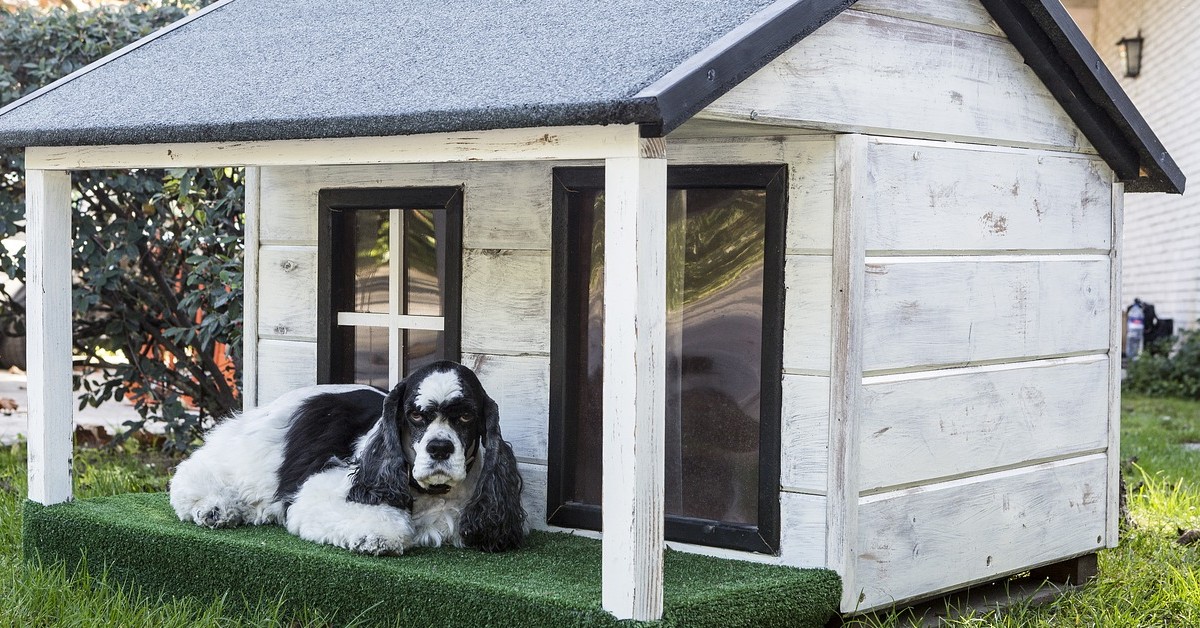 Come pulire la cuccia del cane in maniera perfetta: i consigli e i trucchi