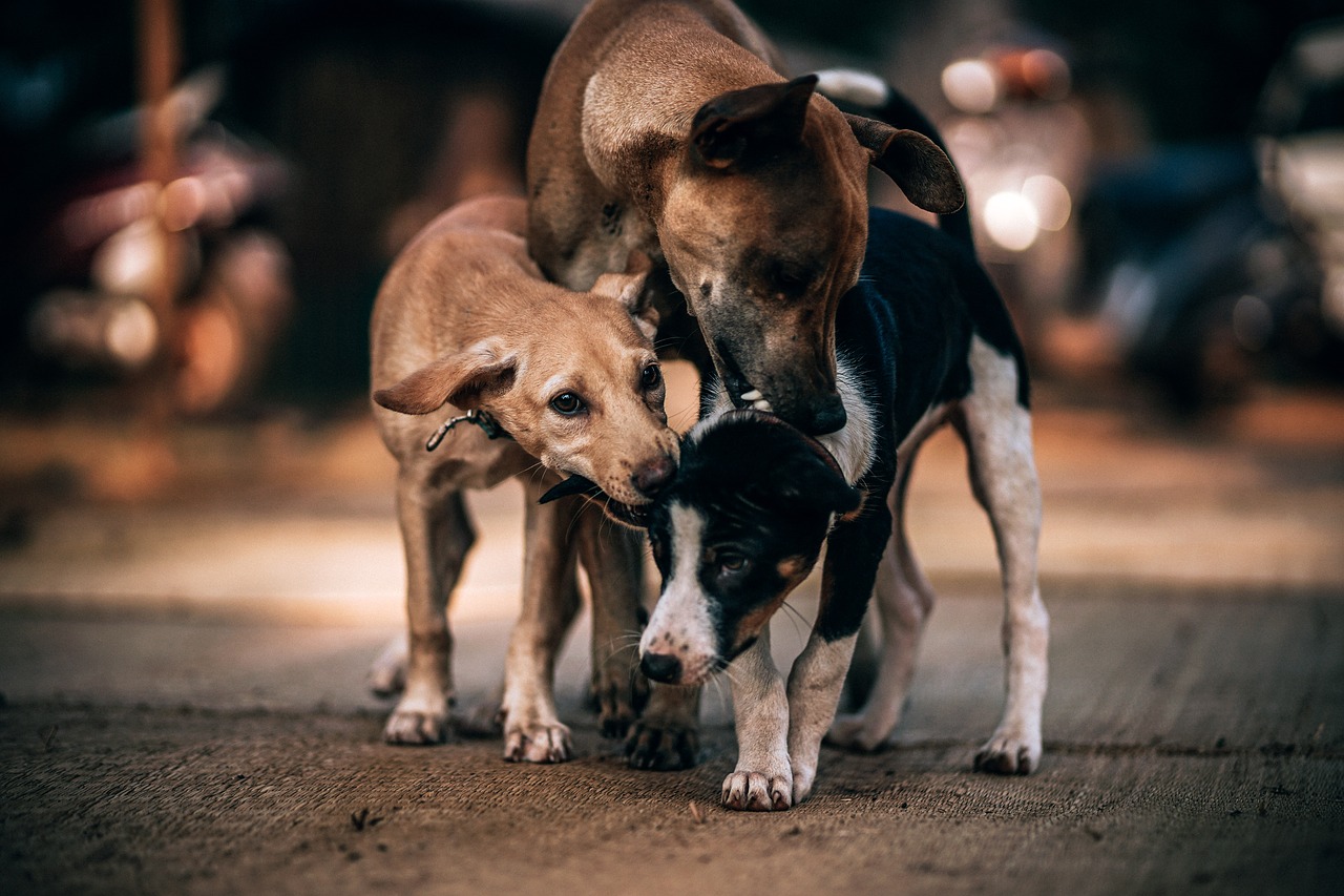 Ragazza soccorre famiglia di cani abbandonata