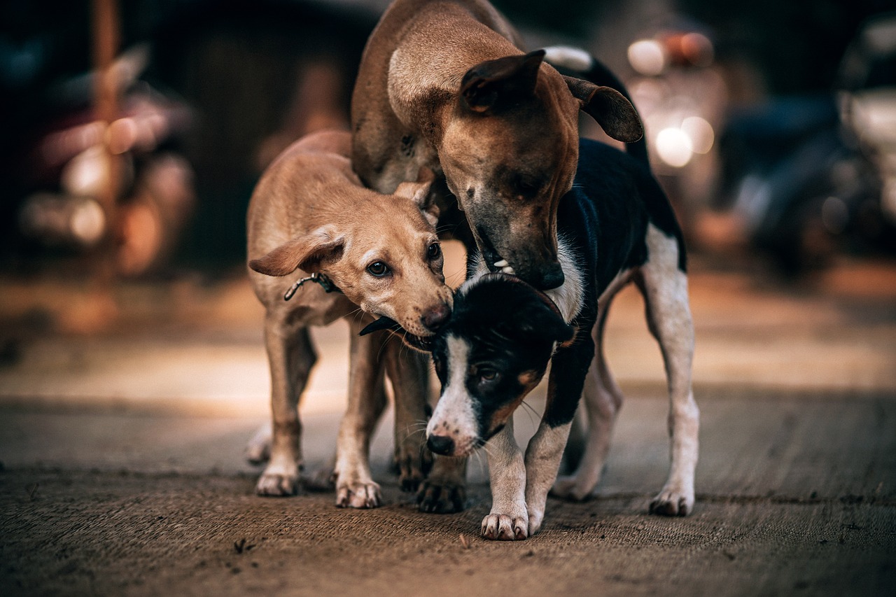 Famiglia di cani abbandonata