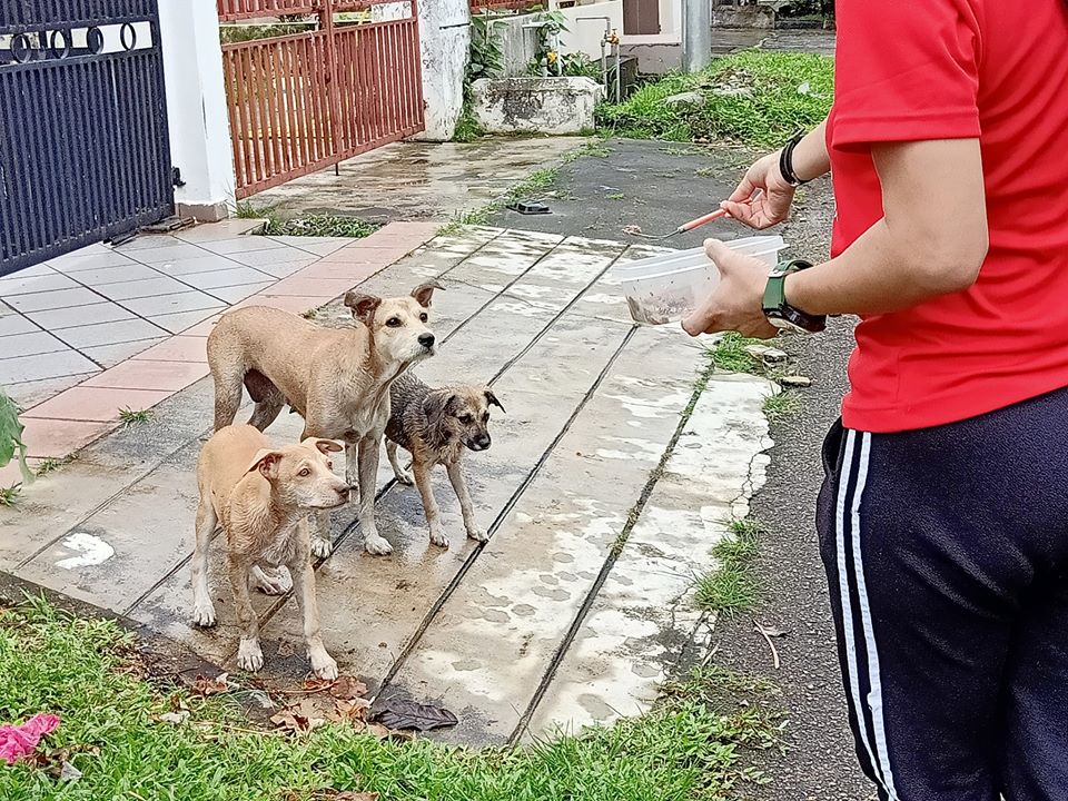 Volontari salvano i tre cuccioli