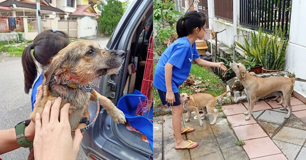 Il salvataggio dei cuccioli di strada