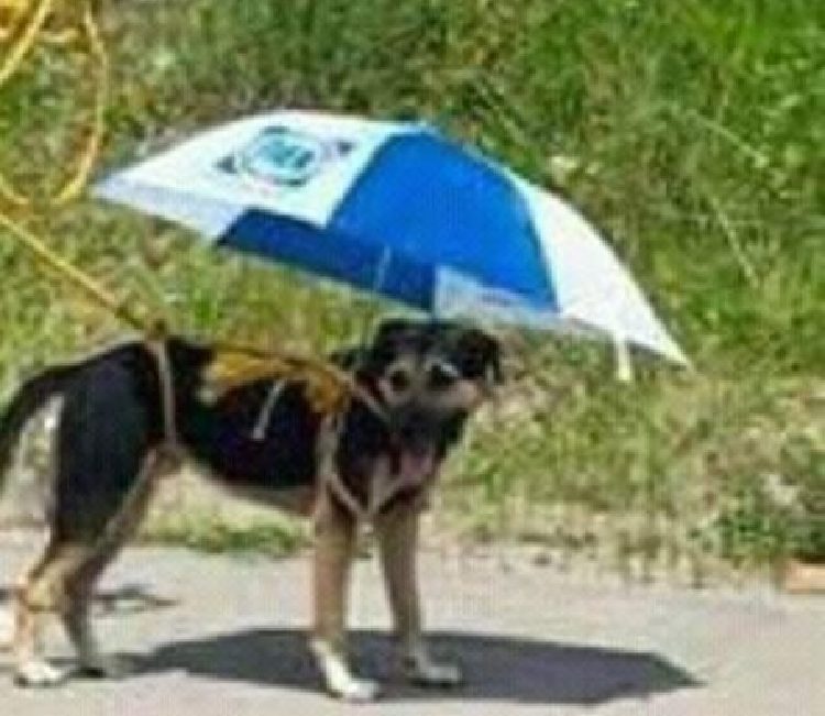 Cane protetto dai raggi del sole