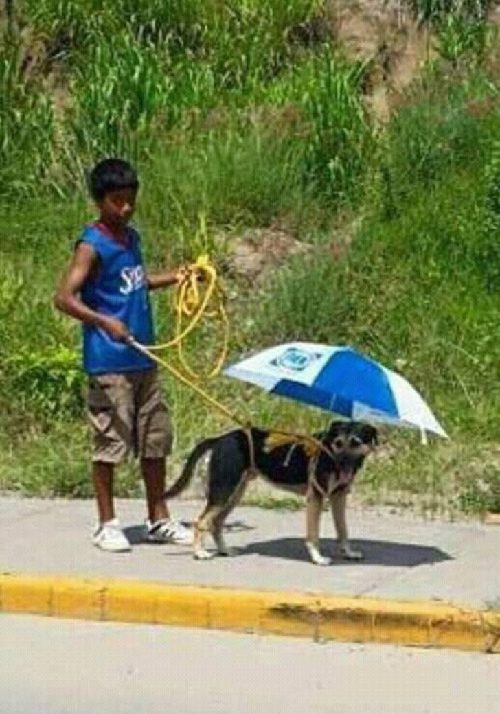 La passeggiata del cane