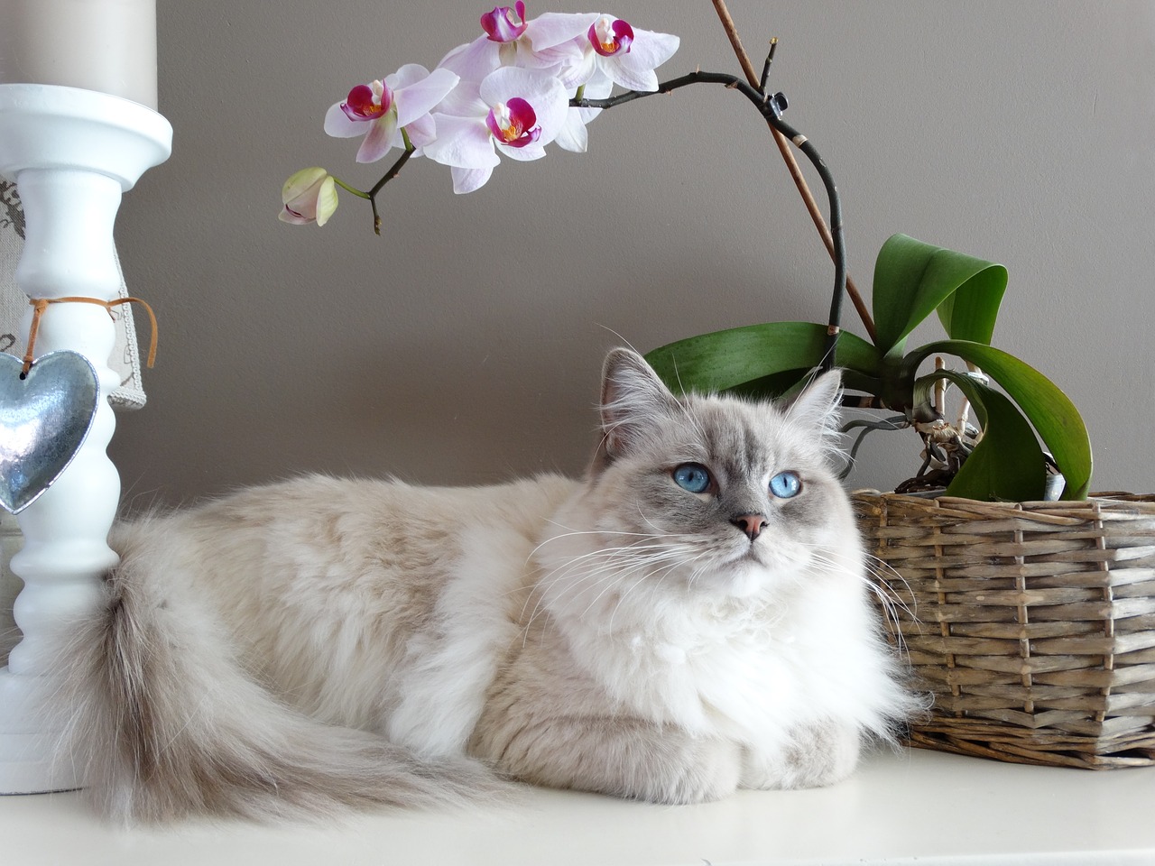 ragdoll-gatto