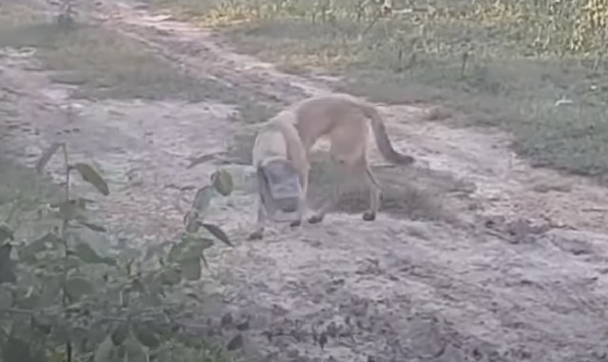 Randagio con la testa incastrata in un barattolo