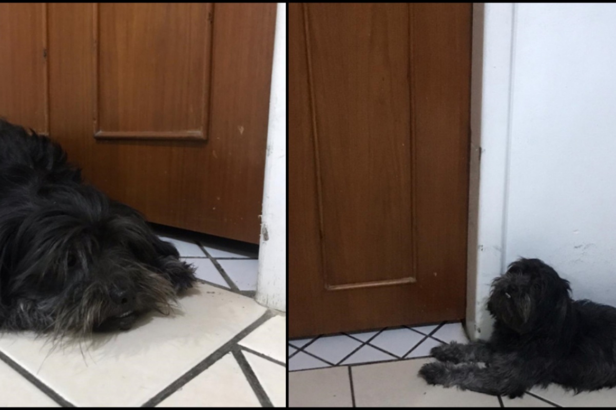 Ritinha, la cagnolina che aspetta il ritorno del suo amico umano morto