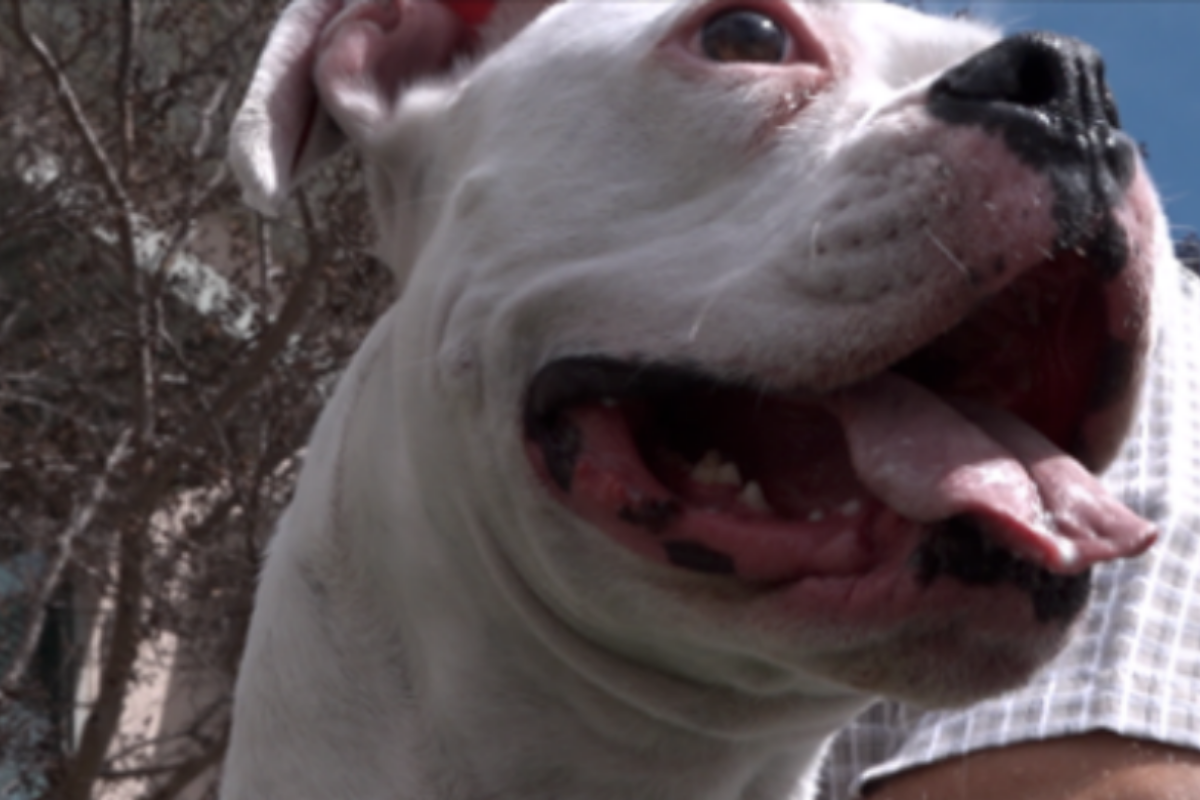 Roxy il cane eroe che ha salvato la vita del suo amico umano