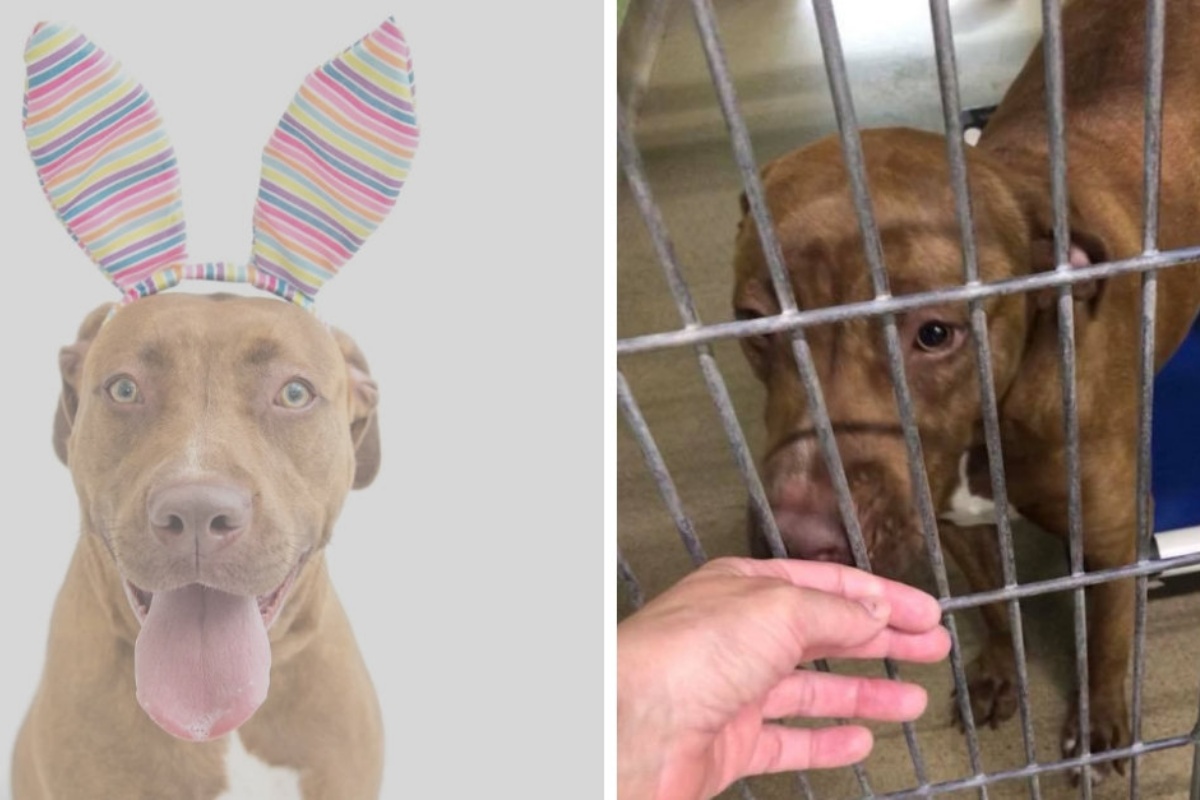 Ruby, la pit bull abbandonata perché troppo gentile: ora è stata adottata