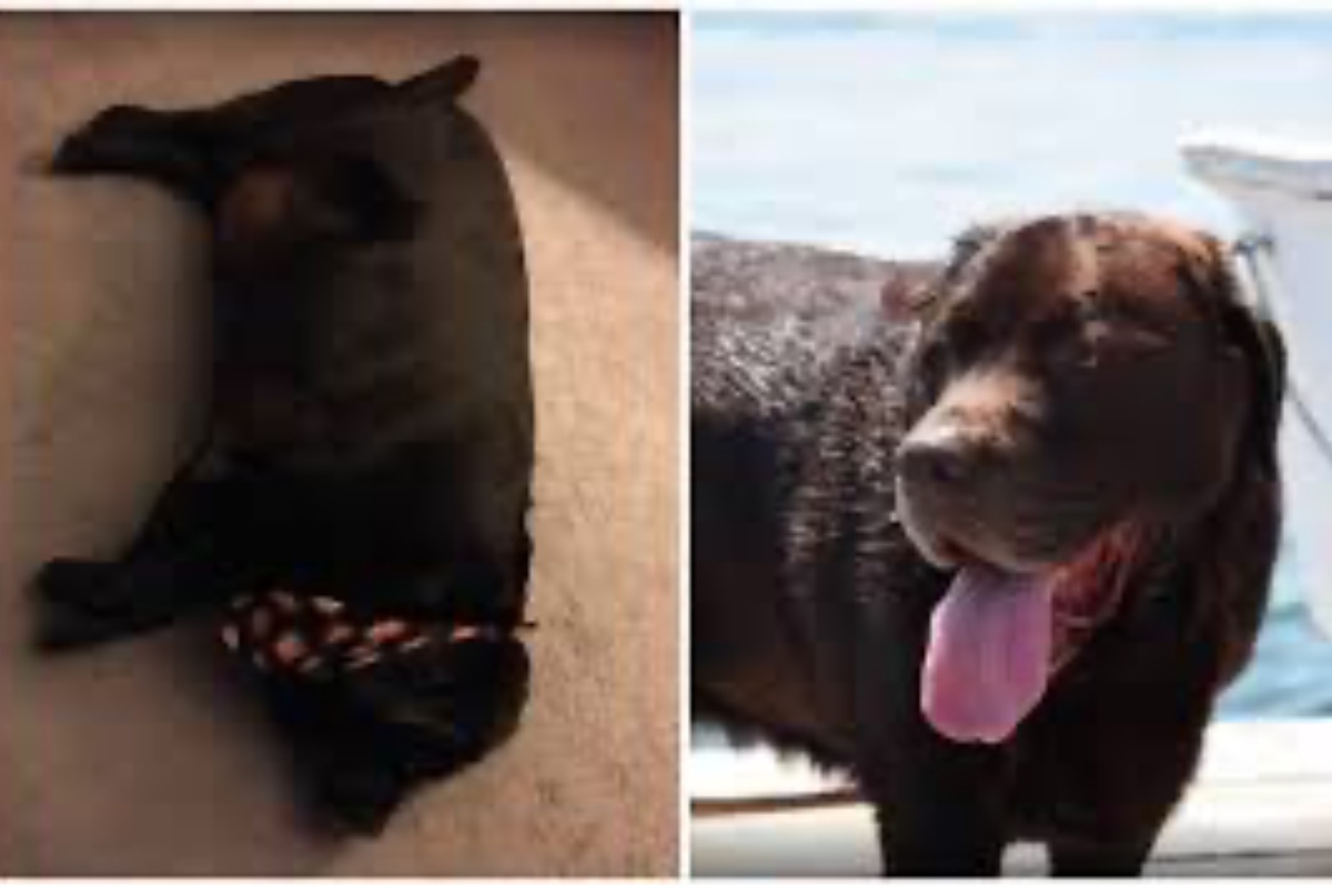 La trasformazione di Shillow, il cane in sovrappeso