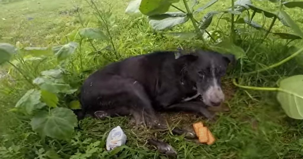 Cucciolo abbandonato in pessime condizioni