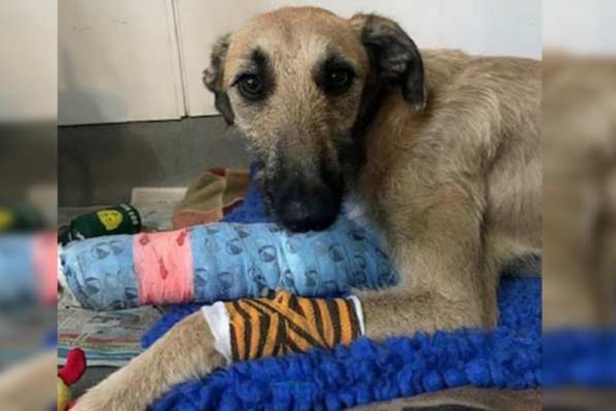 Il triste abbandono di Steve, cane trovato con una zampa rotta