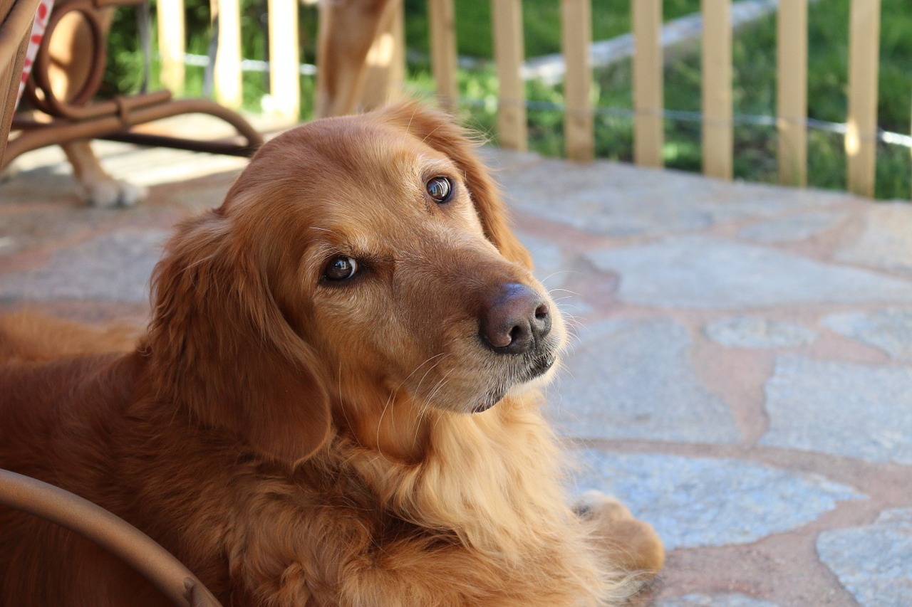 Cucciolo aiuta il proprietario