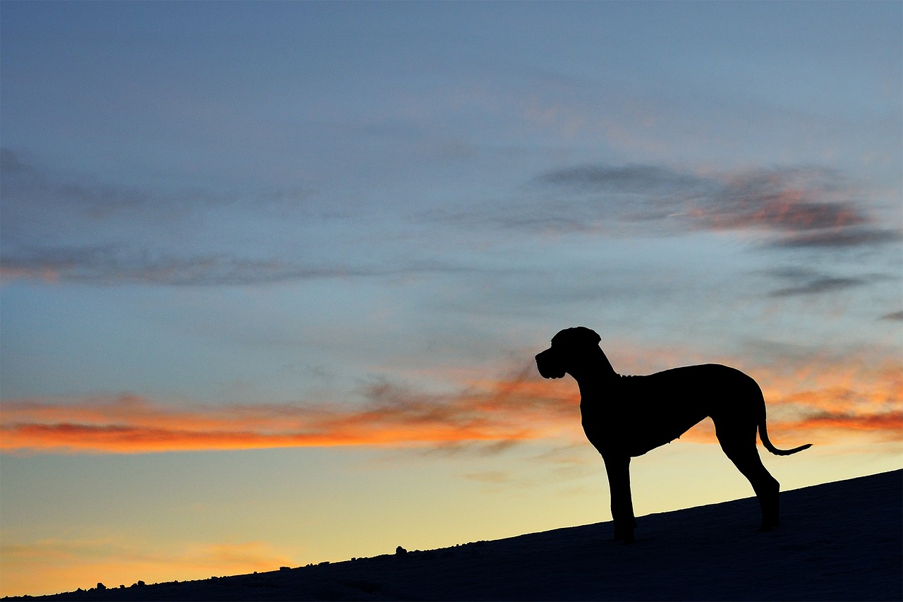 Ragazza muore con il cane