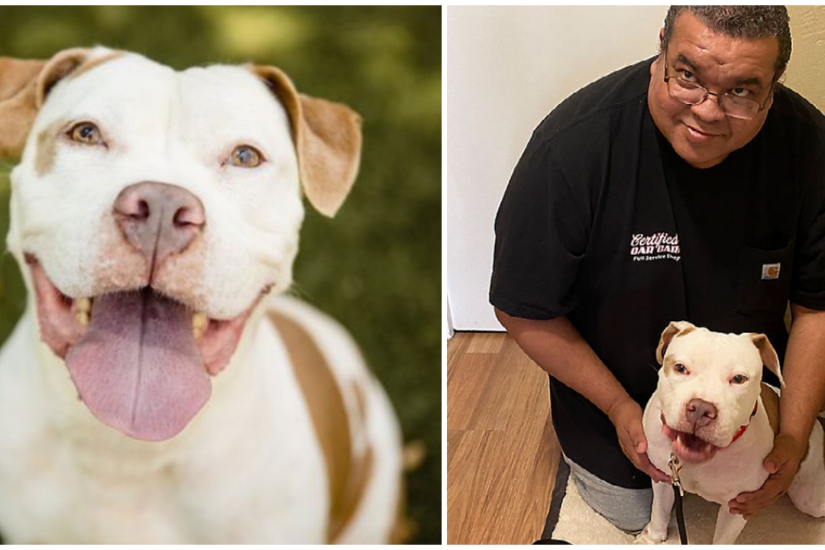 L’uomo in lutto adotta Tonka, la pit bull che era nel rifugio da 200 giorni