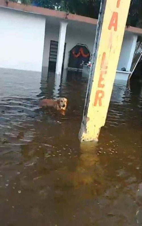 Cane perso nell'alluvione