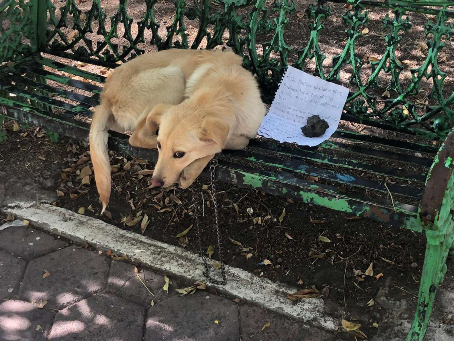 Un biglietto accanto al cucciolo abbandonato su una panchina