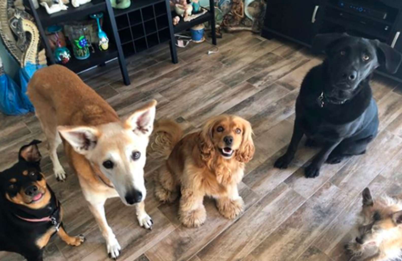 Un letto a ciascuno: la storia della famiglia con 7 cani