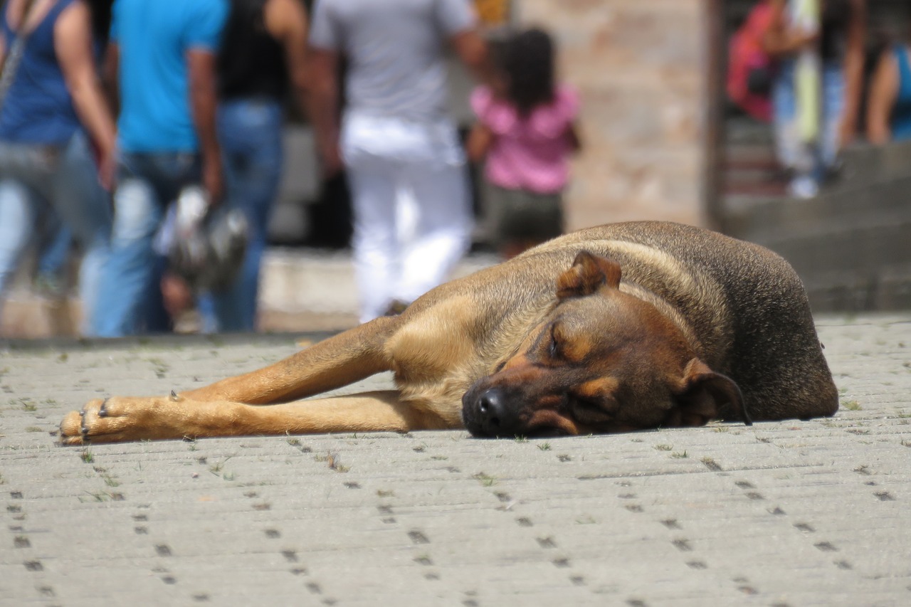 Il cucciolo soffre per le basse temperature