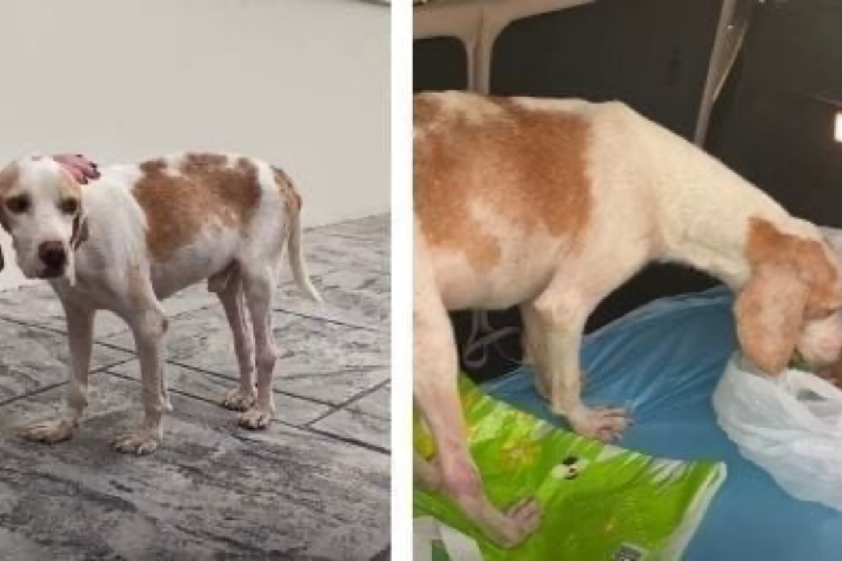 Famiglia in vacanza, adotta Wilf il cane trovato a vivere da randagio