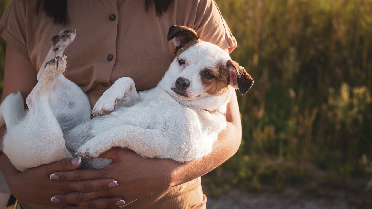 12 cose strane che i proprietari di cani fanno e non dicono. Le fai anche tu?