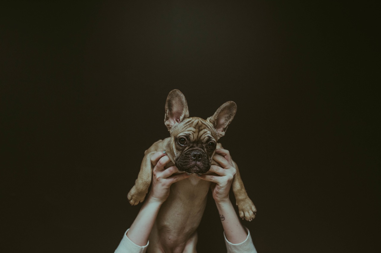 15 cose che solo i veri amanti dei cani possono capire