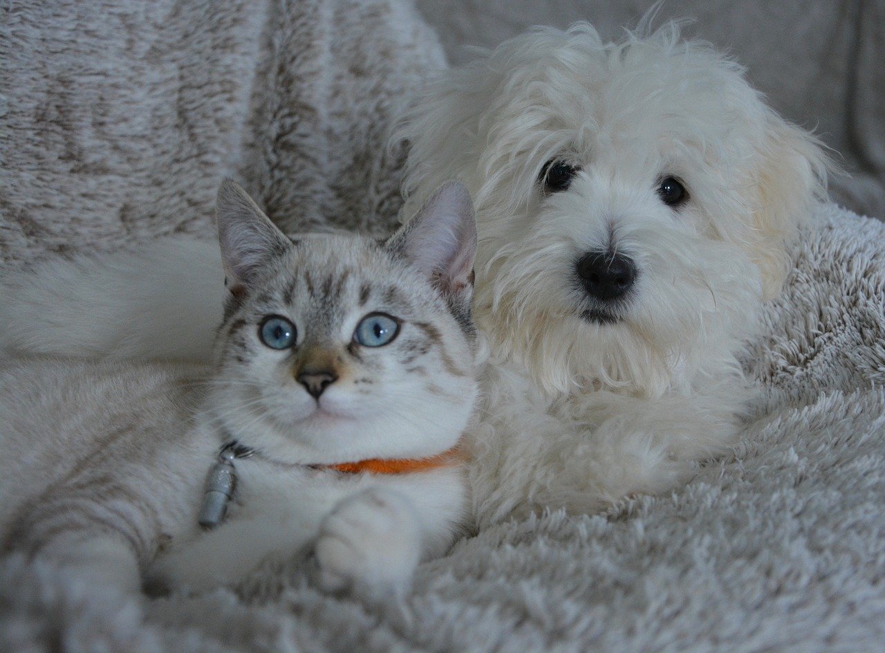 Animali domestici in isolamento