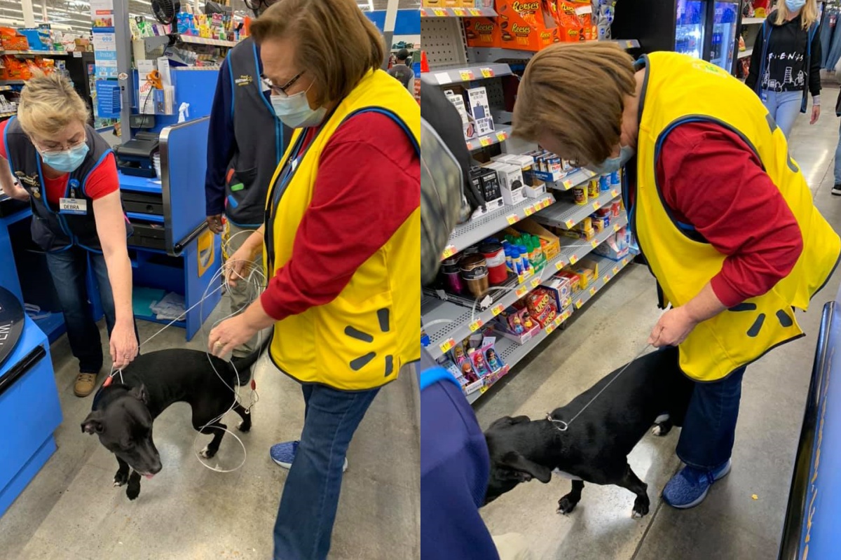 È entrata nel centro commerciale e ha iniziato a curiosare ovunque. Soltanto dopo si è scoperto quale fosse la missione della cagnolina