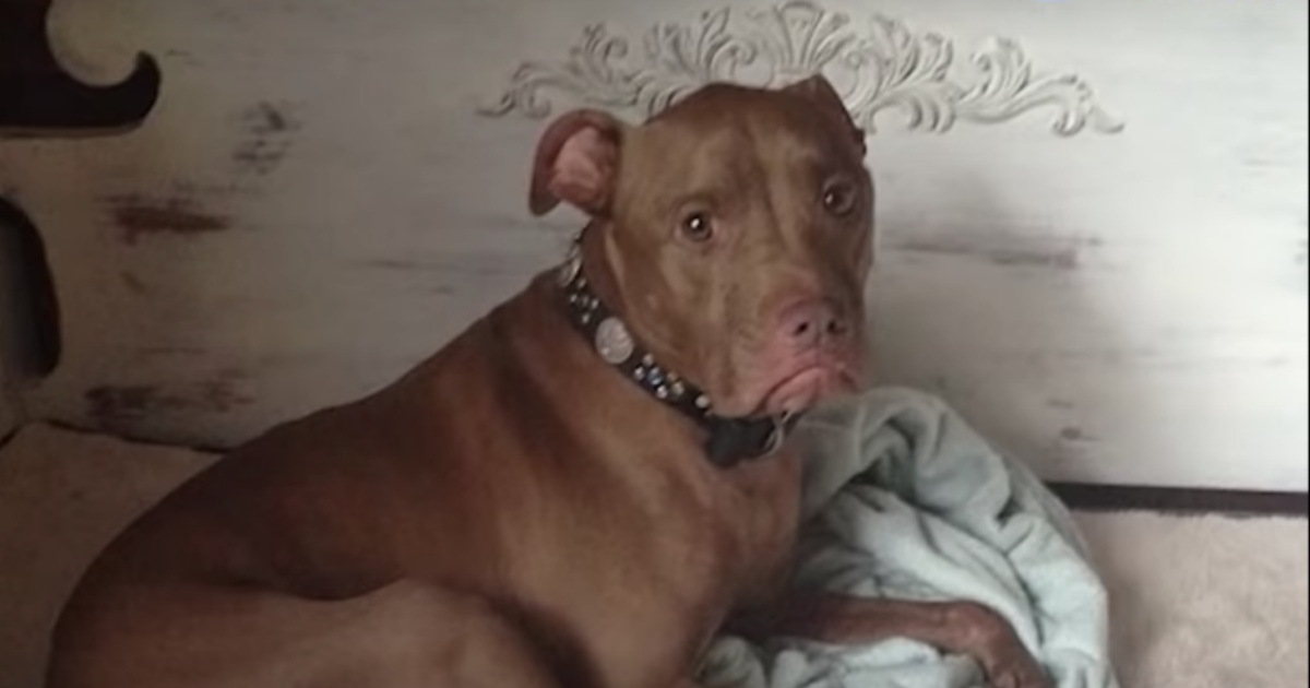 Aladdin, il cane che percepisce il bisogno altrui