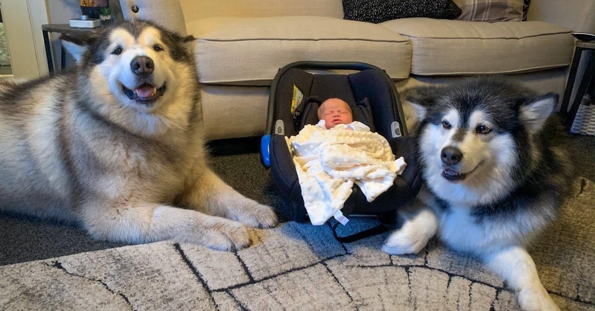 Due cuccioli di Alaskan Malamute incontrano la sorellina per la prima volta (VIDEO)