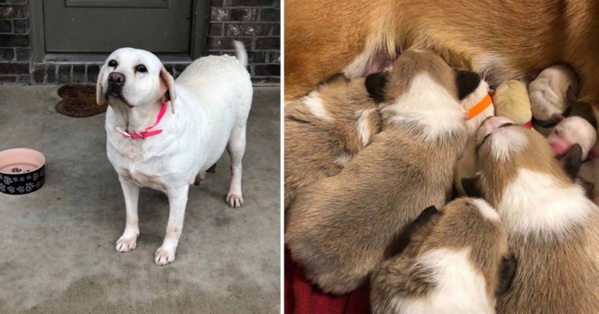 “Abbiamo provato a salvarla ma non ci siamo riusciti. Ho chiesto aiuto alla mia cagnolina”, il racconto di Jen