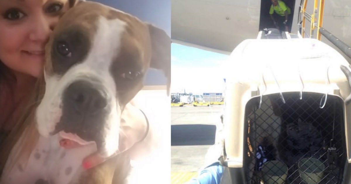 “Voglio dirvi della mia cagnolina e cosa ha fatto uno degli impiegati della compagnia aerea”: il racconto di una donna