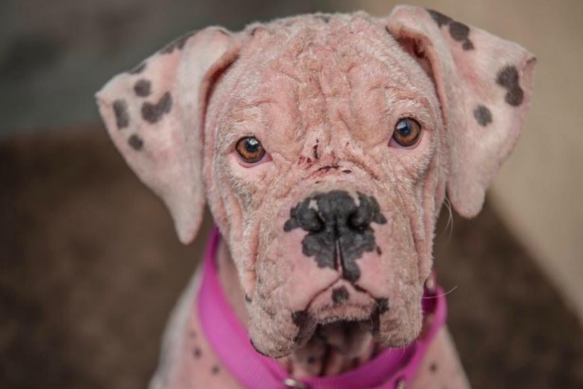 Asia, la cagnolina rosa salvata dai volontari