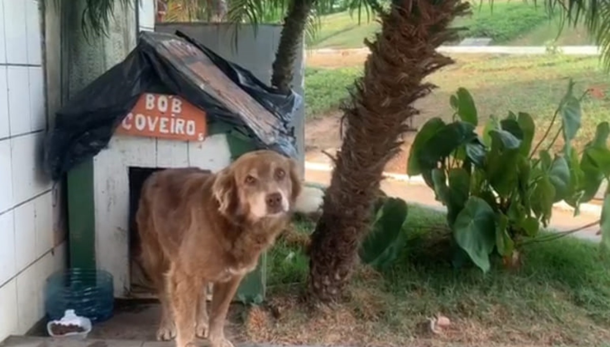 Sono 10 anni che Bob vive in questo posto speciale. Quello che fa questo cane, ogni giorno, sta commuovendo il mondo