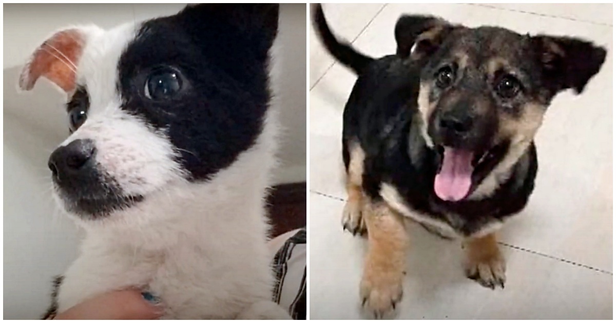 “Abbandonati legati ad un bidone della spazzatura, si sono nascosti sotto l’immondizia”, la storia di due cagnolini