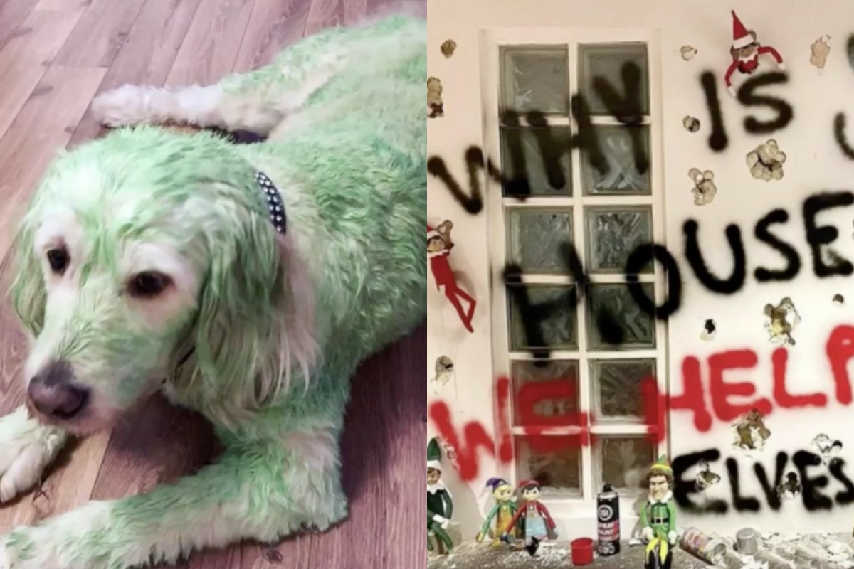 Donna tinge il suo cane di verde per uno scherzo natalizio, ma viene attaccata dagli utenti. Ecco la sua giustificazione