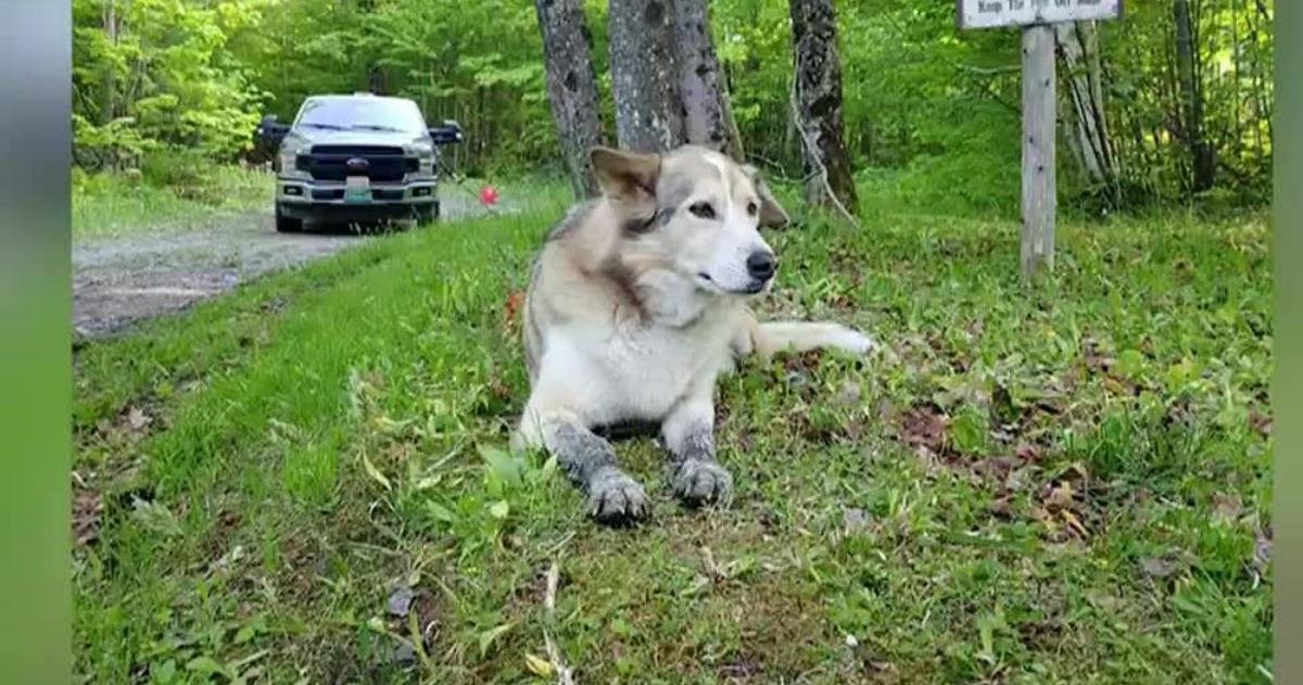 Cassidy, il cane ucciso da un cacciatore