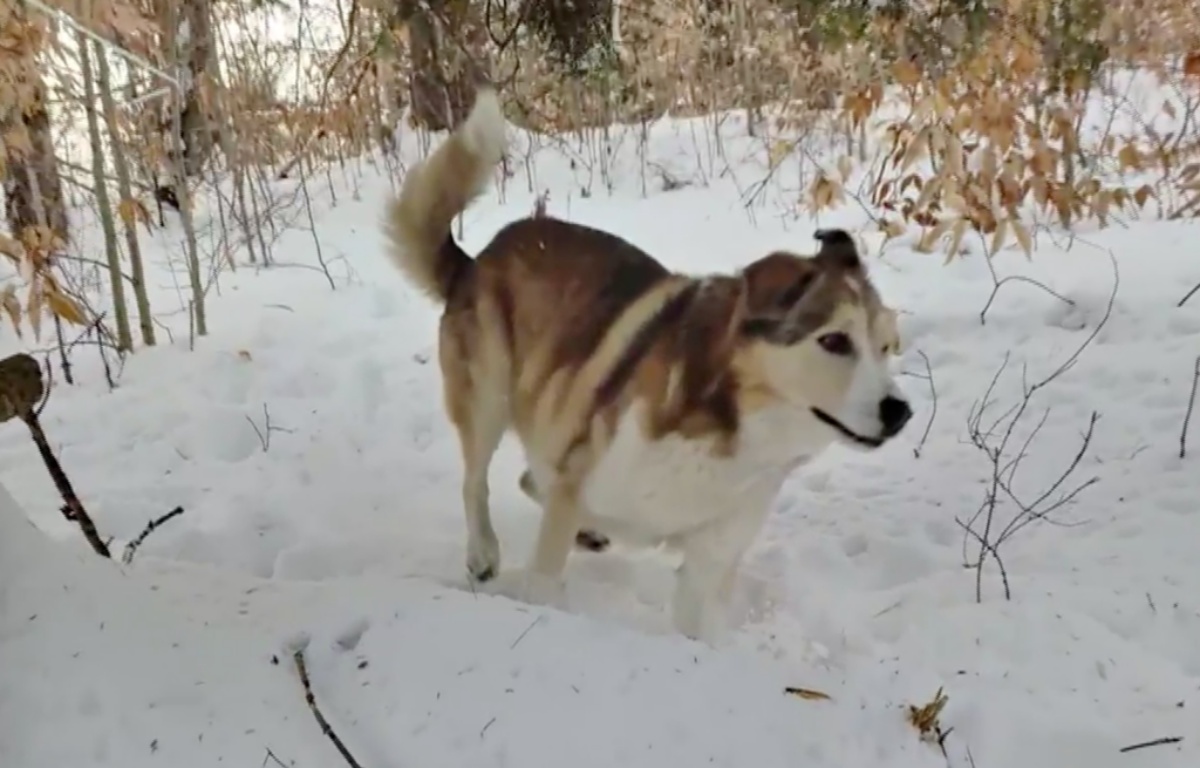 Cassidy, il cane ucciso da un cacciatore