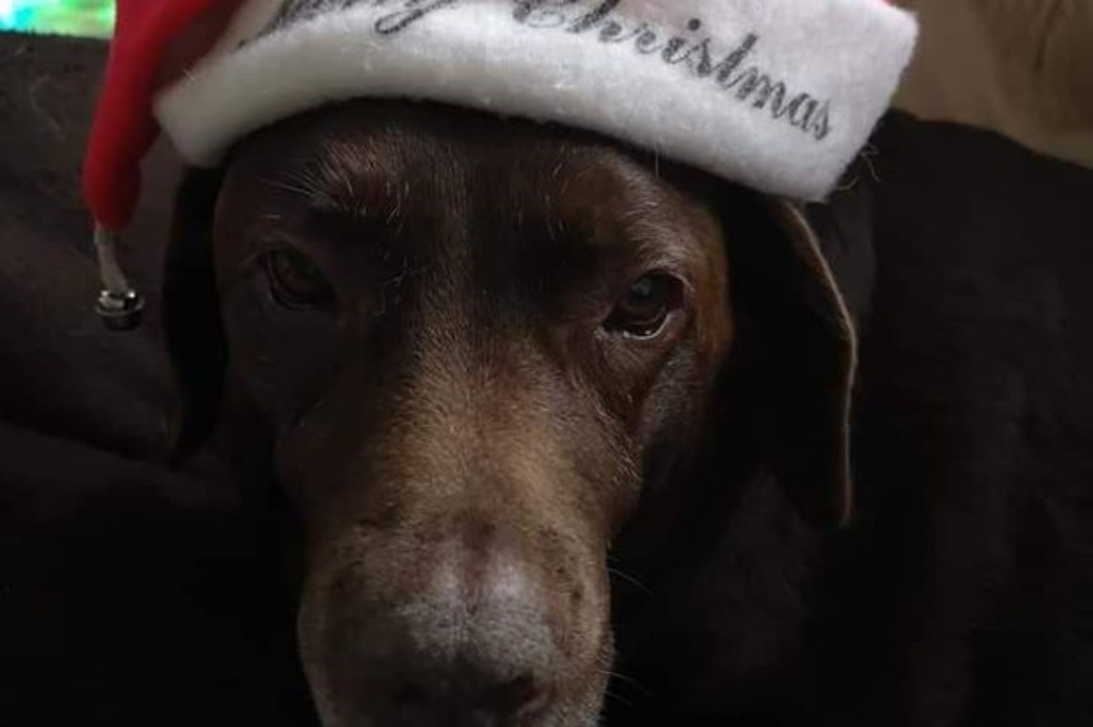 La brutta avventura del cagnolino Charlea