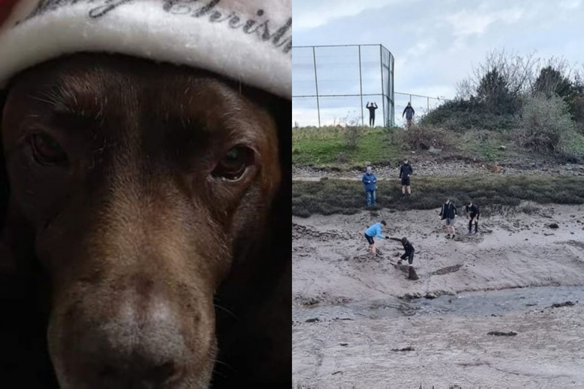 La brutta avventura del cagnolino Charlea