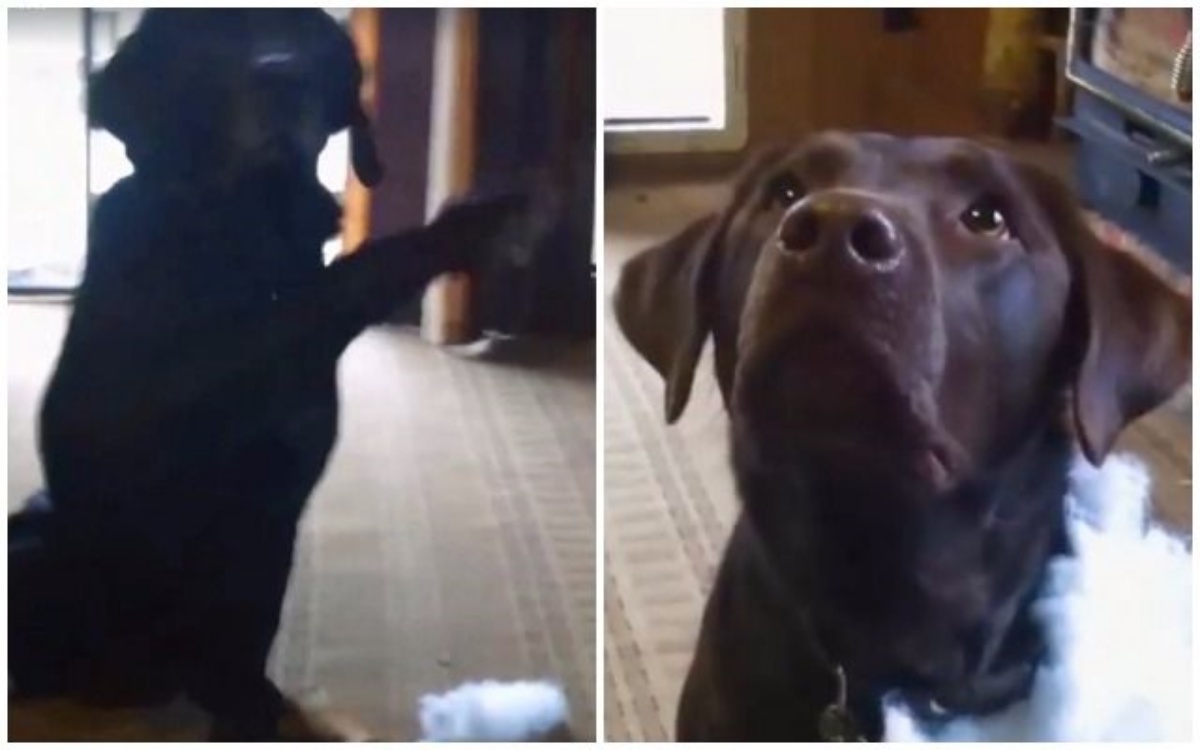 Il video del cane Charlie