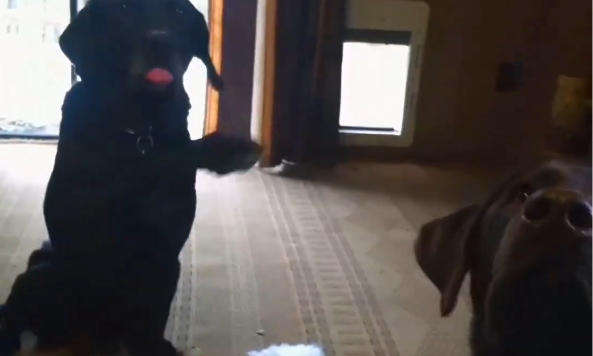 Papà torna a casa e scopre cosa hanno fatto i suoi cani. Guardate cosa fa uno di loro, quando gli domanda chi è stato