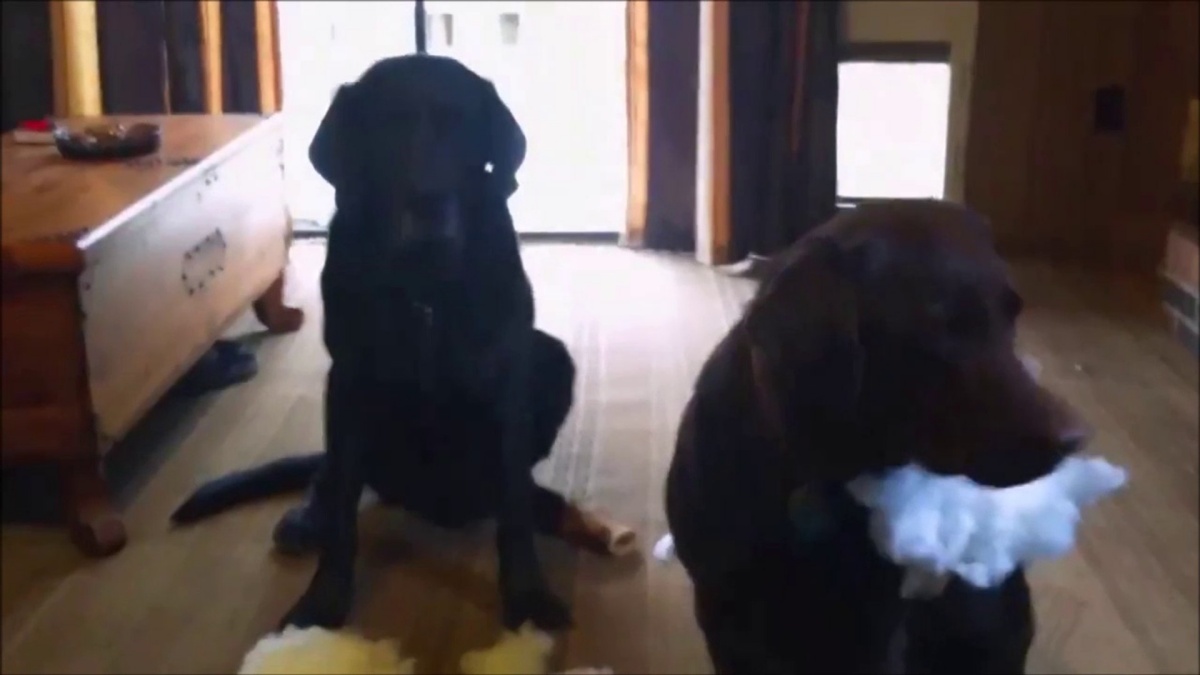 Il video del cane Charlie 