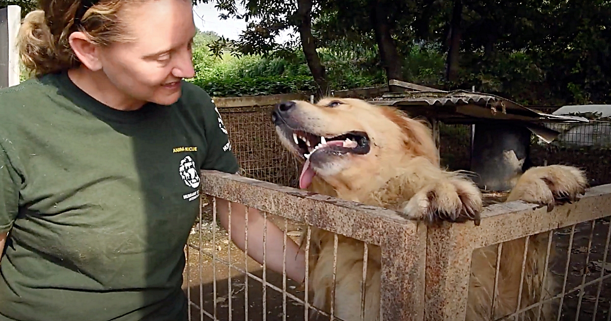 Guardandolo oggi, non direste mai che abbia avuto un brutto passato. Ma la storia di questo cane supera ogni immaginazione