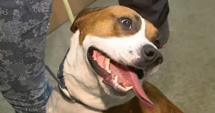 La storia di Chloe, la cagnolina rubata