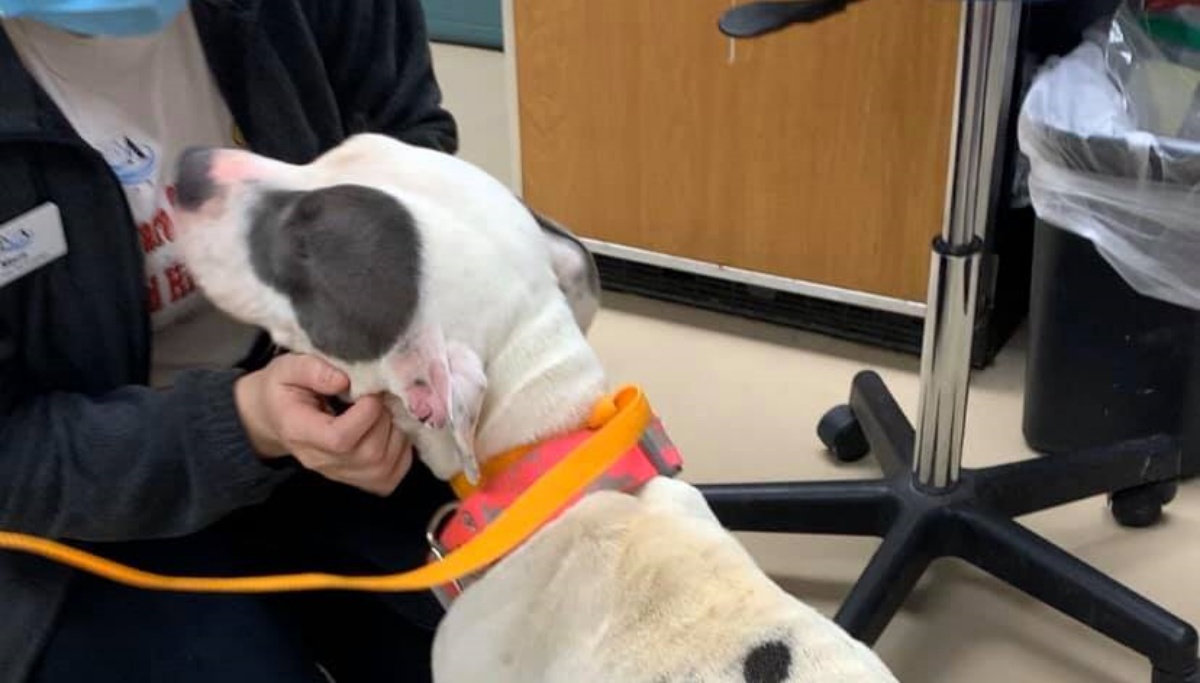 Cane maltrattato e impaurito, infila la coda tra le gambe e cerca qualcuno da abbracciare