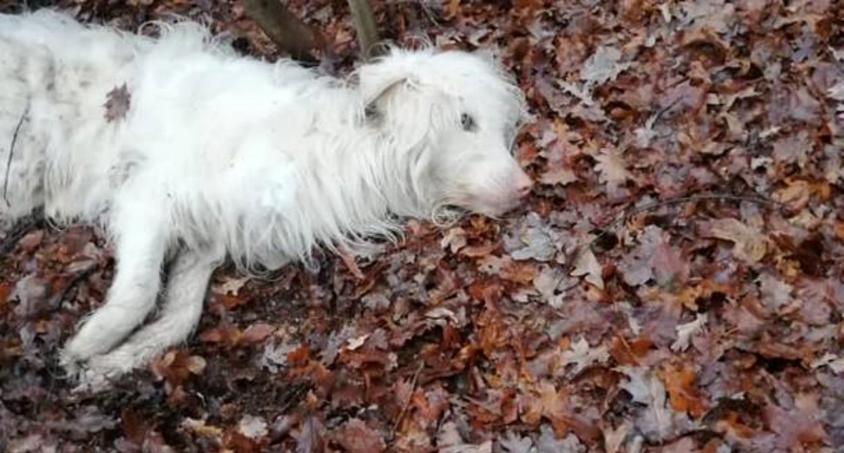 Vi ricordate Christmas? Il cane gettato nei boschi pochi giorni prima di Natale. Oggi è passato un anno e lo ritroviamo così