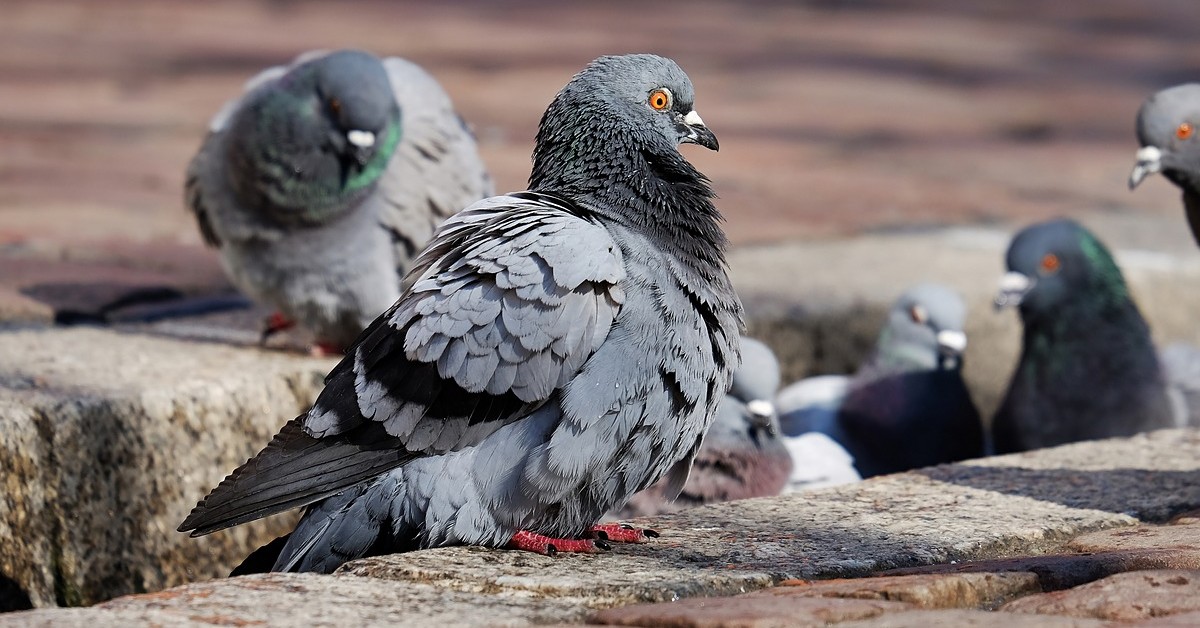 Come pulire il balcone dalla cacca di piccione