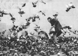 Come pulire il balcone dalla cacca di piccione