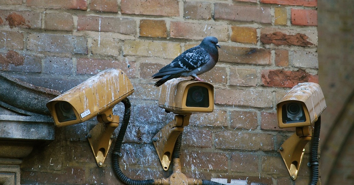 Come pulire il balcone dalla cacca di piccione